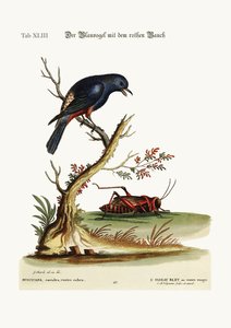 De roodbuikige blauw-vogel, 1749-73